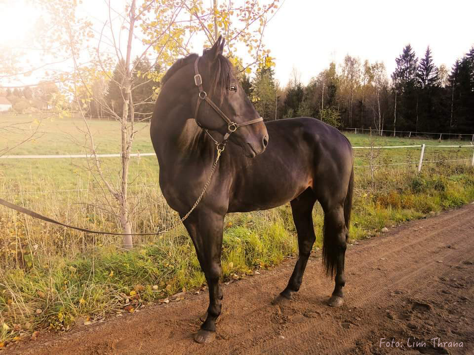 travhäst veterinär klinik botnia hästklinik norrland